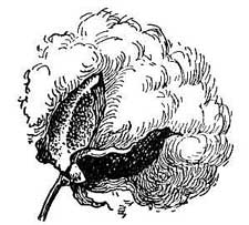 Illustration of a cotton plant