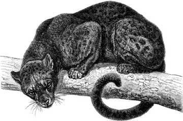 Illustration of black panther in a tree